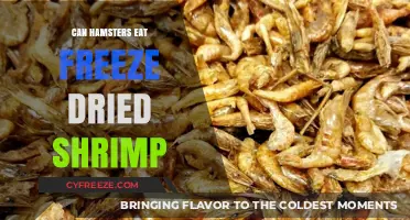 Can Hamsters Eat Freeze-Dried Shrimp? A Complete Guide