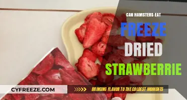 Sweet Treats for Tiny Teeth: Freeze-Dried Strawberries for Hamsters?