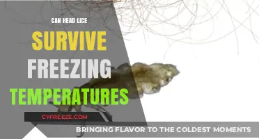 Can Head Lice Survive Freezing Temperatures? The Chilling Truth