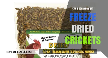 Exploring Hedgehog Diets: The Freeze-Dried Cricket Conundrum