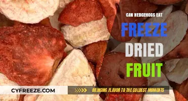 Exploring Hedgehog Diets: The Freeze-Dried Fruit Conundrum