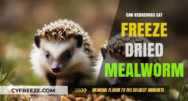 Exploring Hedgehog Diets: The Freeze-Dried Mealworm Debate