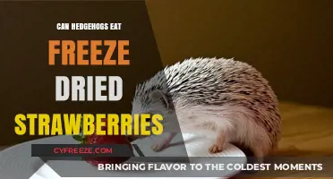 Hedgehog Diet: Freeze-Dried Strawberries - A Nutritious Treat?