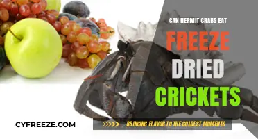 Hermit Crab Diet: The Surprising Truth About Freeze-Dried Crickets