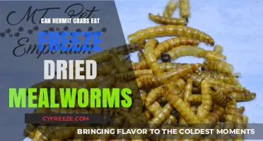 Hermit Crab Cuisine: The Scoop on Freeze-Dried Mealworms