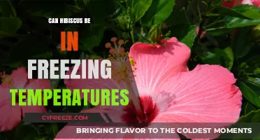 Can Hibiscus Survive Freezing Temps? Winter Care Tips Revealed