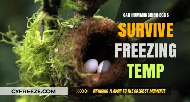 Hummingbird Eggs: Can They Survive Freezing Temperatures?