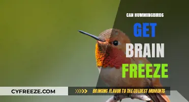 Do Hummingbirds Experience Brain Freeze from Cold Nectar?