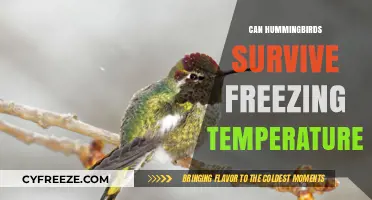 Hummingbirds in Winter: Surviving Freezing Temperatures and Cold Climates