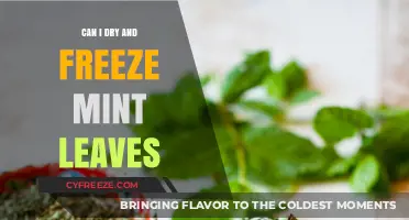 Preserving Freshness: The Ultimate Guide to Drying and Freezing Mint Leaves
