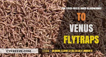 Sustainable Feeding: Freeze-Dried Bloodworms for Venus Flytraps?