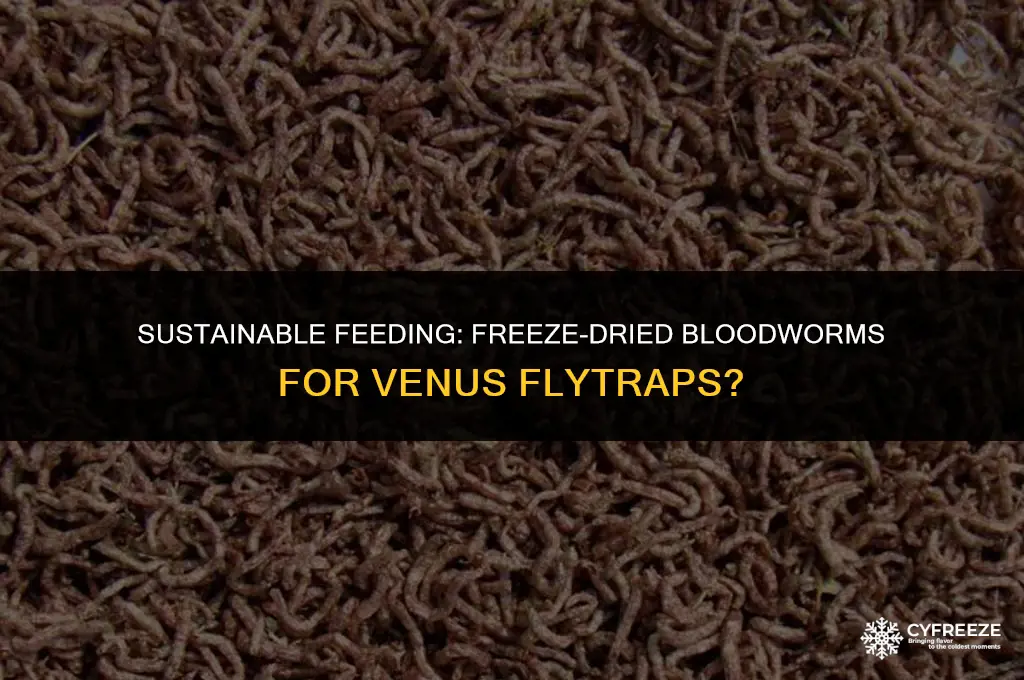 can i feed freeze dried bloodworms to venus flytraps