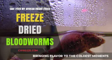 Frozen Delights: Bloodworms as a Nutritious Treat for African Dwarf Frogs