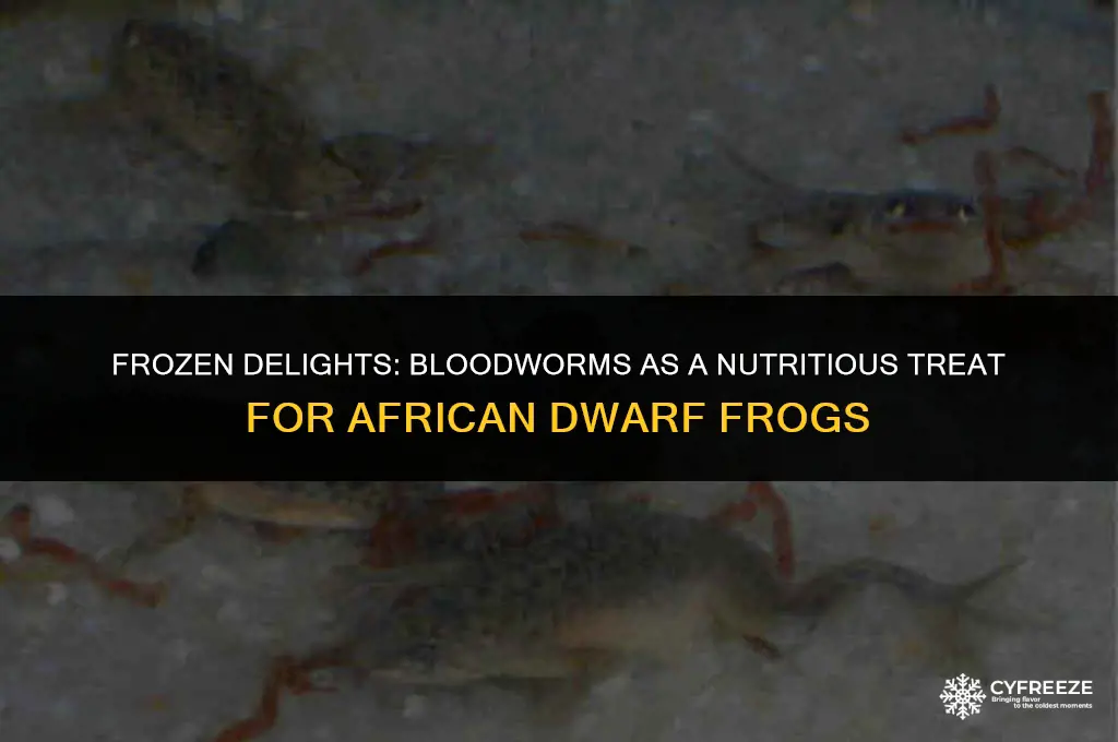 can i feed my african dwarf frogs freeze dried bloodworms