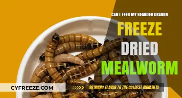 Can I Feed My Bearded Dragon Freeze-Dried Mealworms?