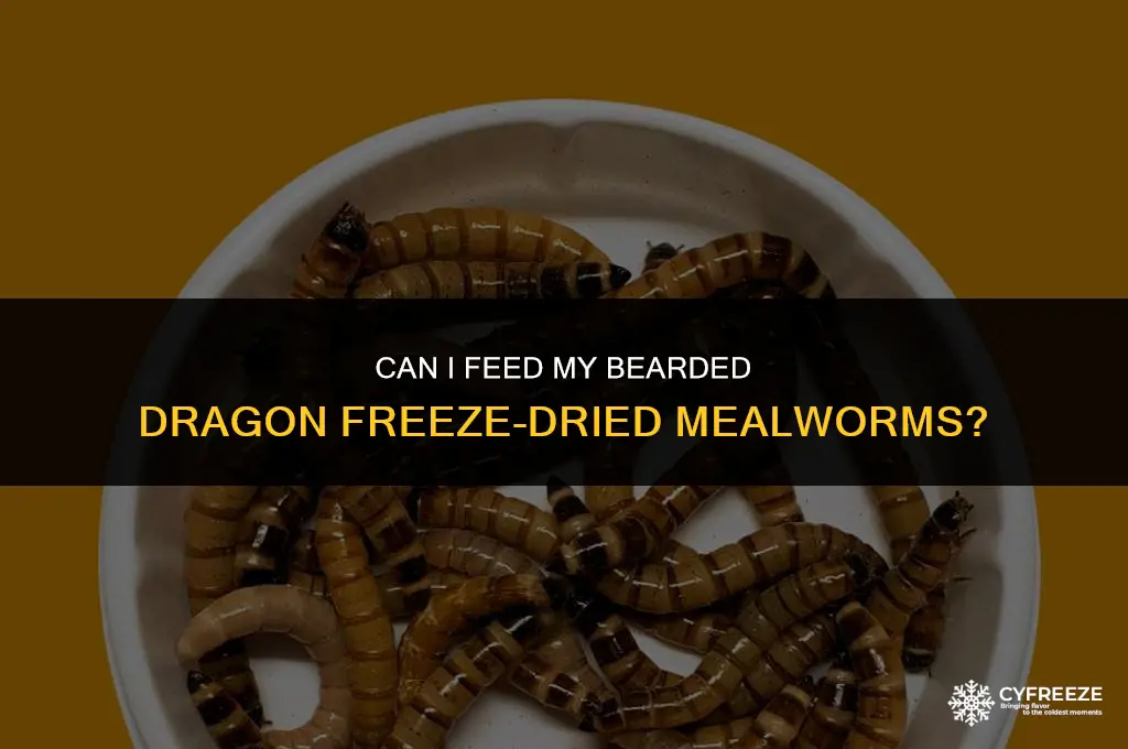 can i feed my bearded dragon freeze dried mealworms