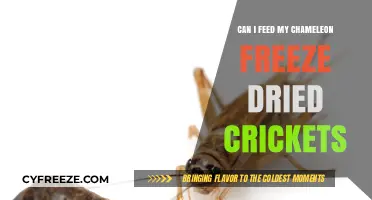 Chameleon Diet: The Pros and Cons of Freeze-Dried Crickets