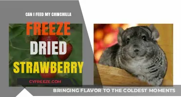 Chinchilla Diet Guide: Freeze-Dried Strawberries - Safe or Not?
