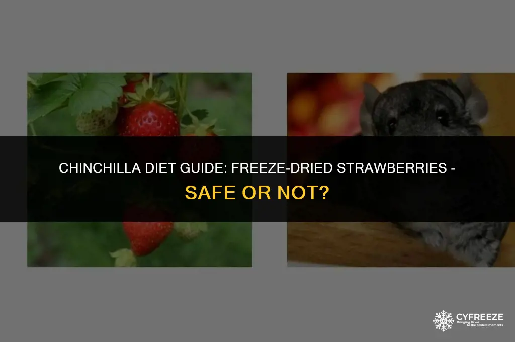 can i feed my chinchilla freeze dried strawberry