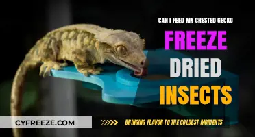 Crested Gecko Diet: The Benefits and Risks of Freeze-Dried Insects