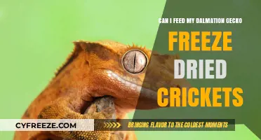 Can Freeze-Dried Crickets Be a Healthy Diet for Dalmatian Geckos?
