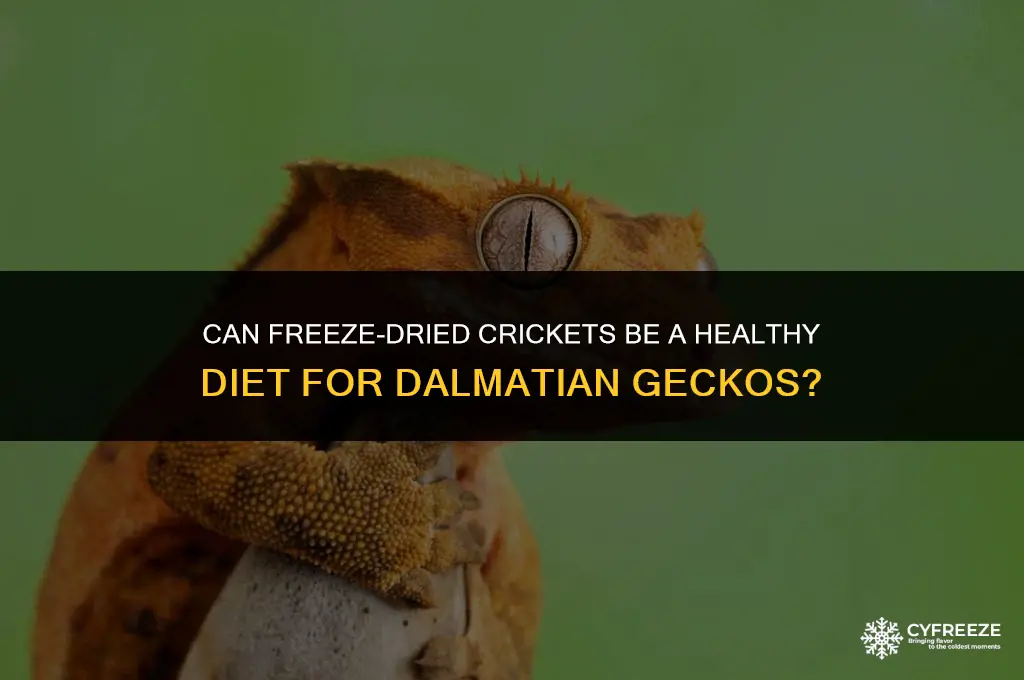 can i feed my dalmation gecko freeze dried crickets