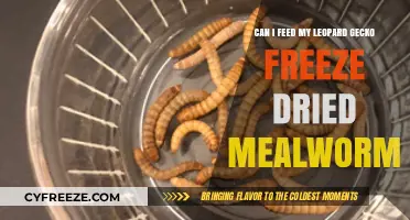 Leopard Gecko Diet: The Benefits and Risks of Freeze-Dried Mealworms