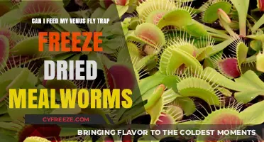 Frozen Feast: Can Venus Fly Traps Thrive on Freeze-Dried Mealworms?