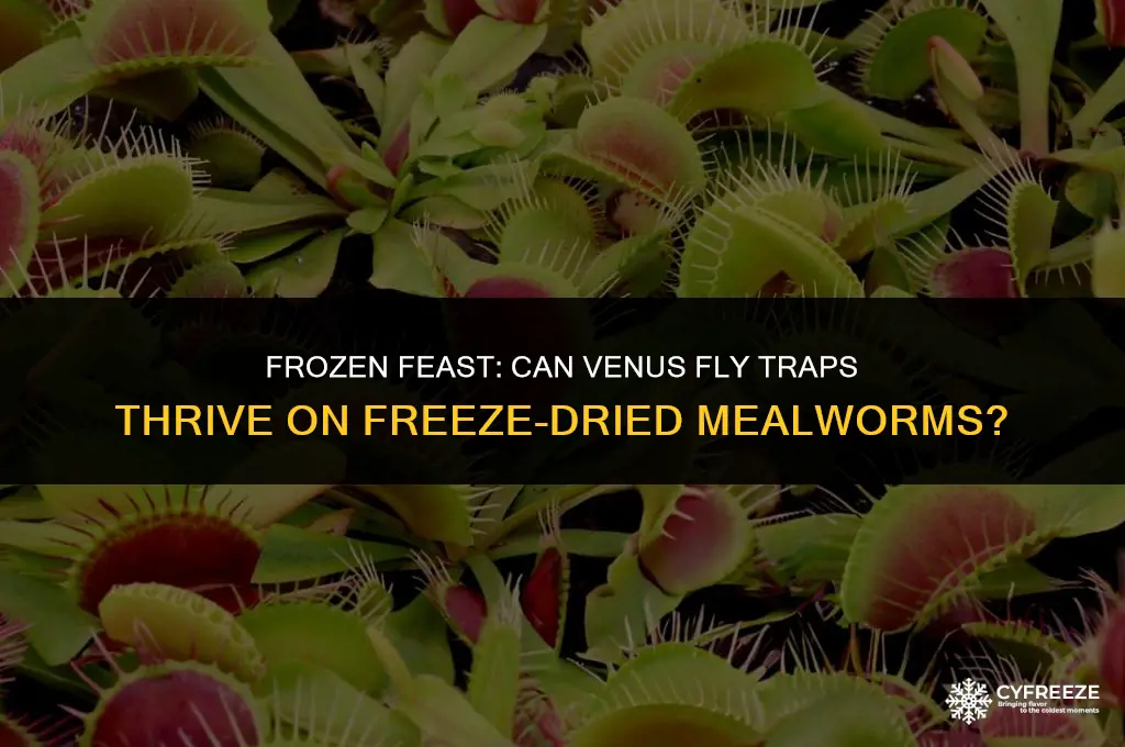 can i feed my venus fly trap freeze dried mealworms