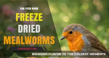 Reviving Winter Gardens: The Surprising Benefits of Freeze-Dried Mealworms for Robins