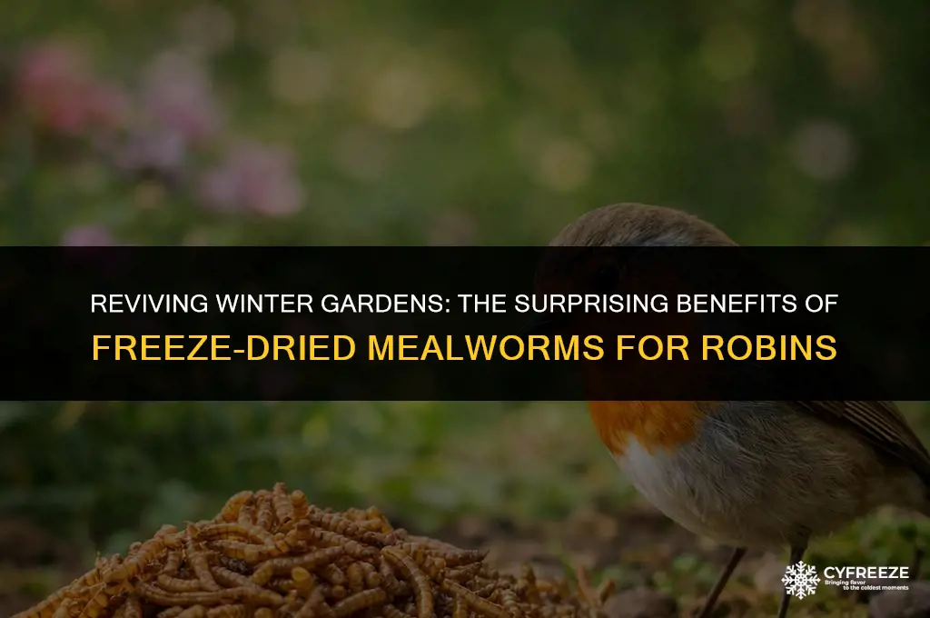 can i feed robin freeze dried mealworms