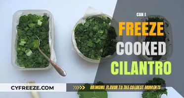 Freezing Cooked Cilantro: A Handy Guide for Herb Lovers