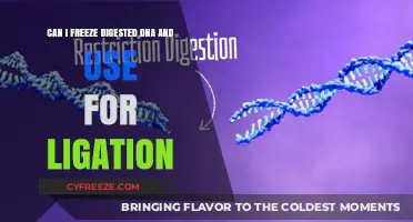 Freezing Digested DNA: A Viable Option for Later Ligation?