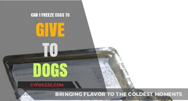 Freezing Eggs for Dogs: Safe, Nutritious, and Easy Feeding Tips