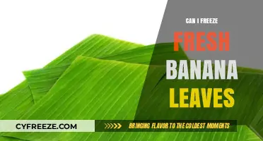 Preserving Nature's Bounty: A Guide to Freezing Fresh Banana Leaves