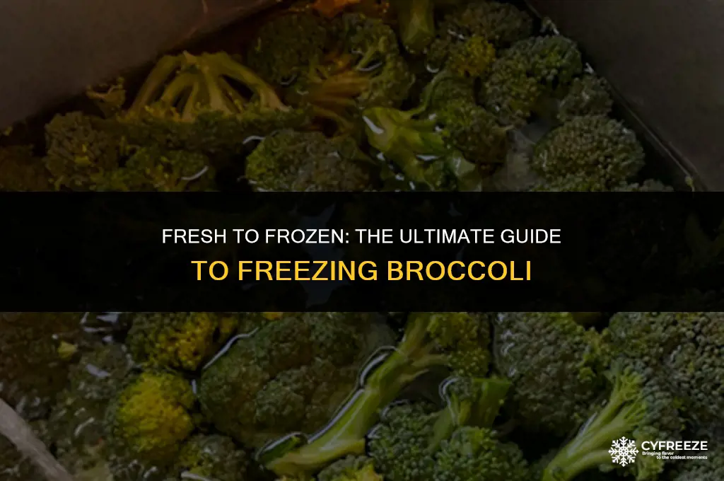 can i freeze fresh brocolli