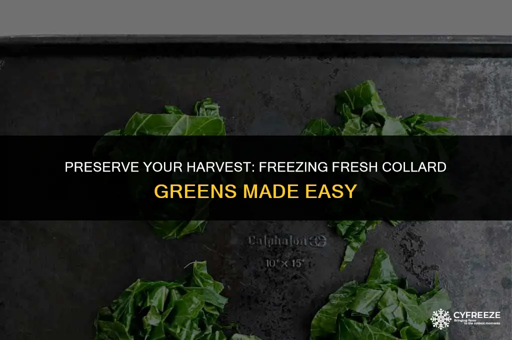 can i freeze fresh collard greens without blanching