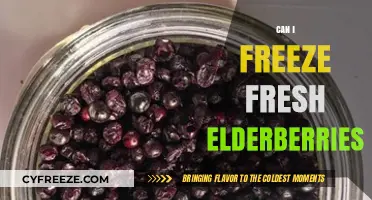 Elderberry Preservation: A Guide to Freezing Fresh Elderberries