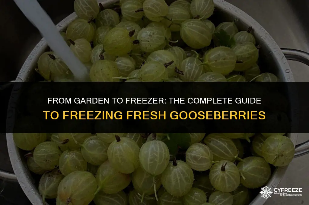 can i freeze fresh gooseberries