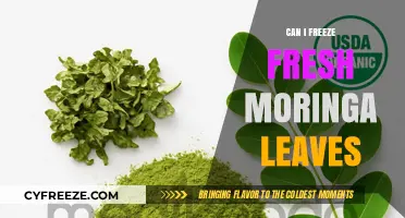Preserve the Power: Freezing Fresh Moringa Leaves for Optimal Nutrition