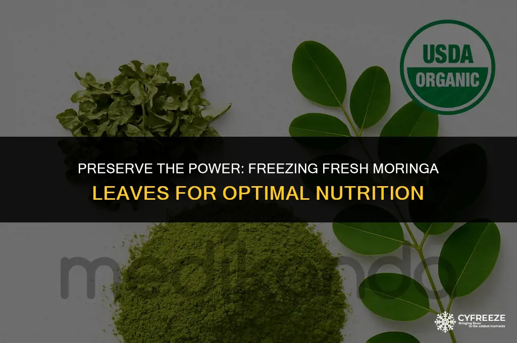 can i freeze fresh moringa leaves