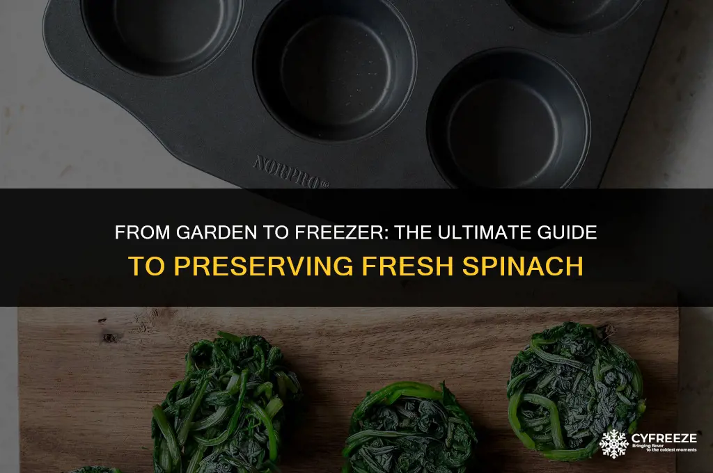can i freeze fresh soinach