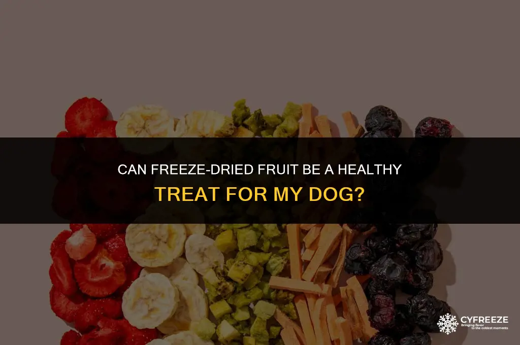 can i give my dog freeze dried fruit