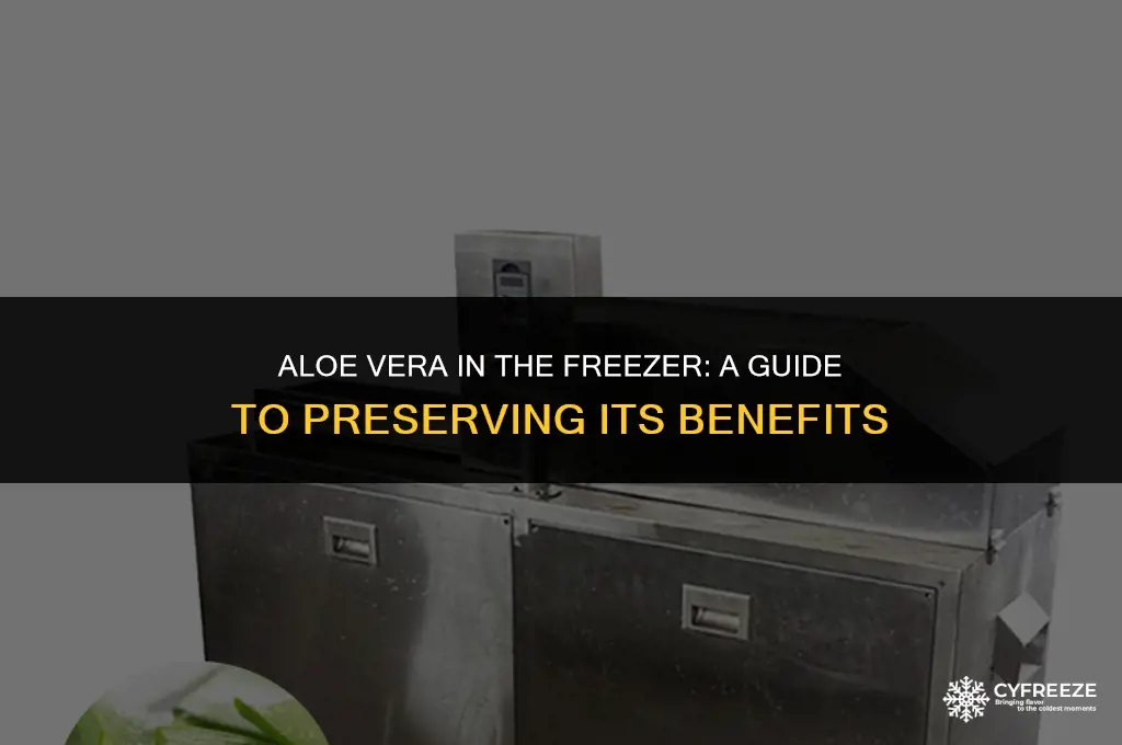 can i put aloe vera in the freezer