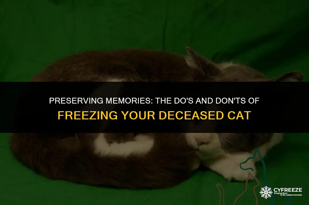 can i put my dead cat in the freezer