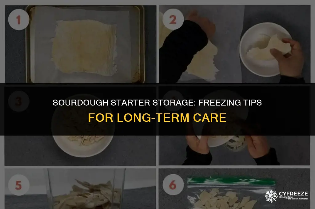 can i put my sourdough starter in the freezer
