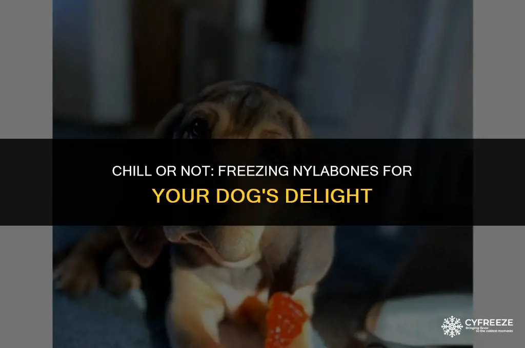 can i put nylabone in the freezer