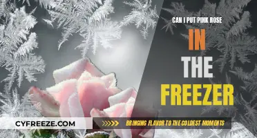 Chill or Not to Chill: Freezing Pink Roses Explained