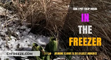 Chill or Not: Freezing Tulip Bulbs for Optimal Growth