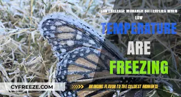 Releasing Monarch Butterflies in Freezing Temperatures: Risks and Considerations